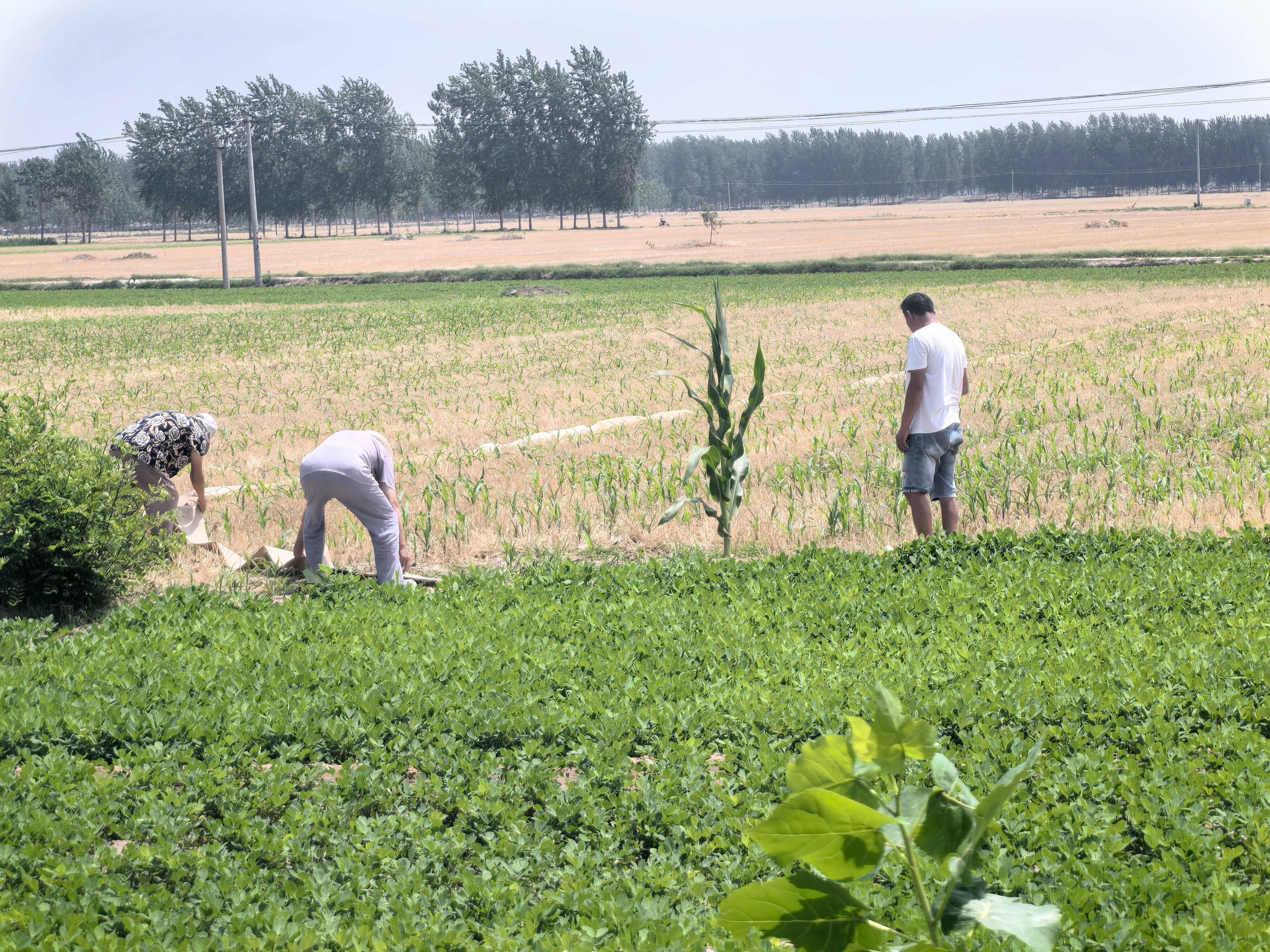 5.黄河水灌溉农田.jpg